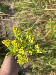 Solidago riddellii