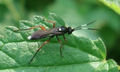 Vulgichneumon saturatorius