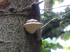 Fomitopsis pinicola