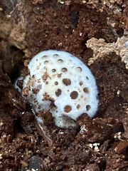 Hydnellum peckii