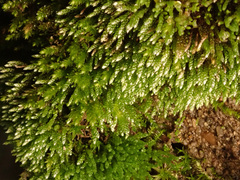 Bryum argenteum