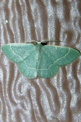 Chlorochlamys phyllinaria