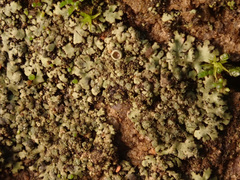 Phaeophyscia orbicularis