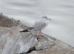 Chroicocephalus ridibundus