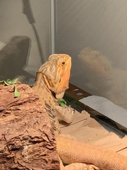 Pogona