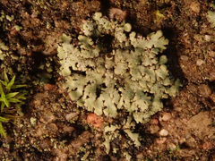 Phaeophyscia orbicularis