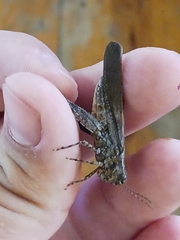 Trimerotropis verruculata