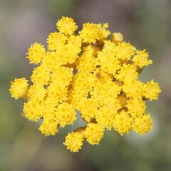 Helichrysum italicum
