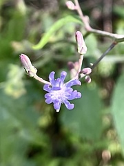 Lactuca floridana