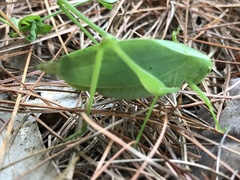 Amblycorypha rotundifolia