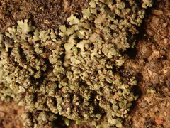 Phaeophyscia orbicularis