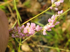 Persicaria pensylvanica