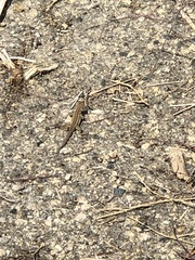 Uta stansburiana elegans