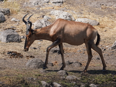 Alcelaphus buselaphus caama