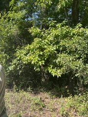 Oxydendrum