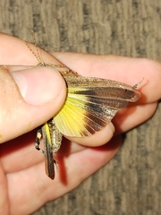 Trimerotropis verruculata