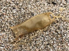 Scyliorhinus canicula