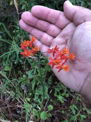 Asclepias lanceolata