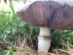Agaricus bitorquis