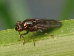 Limosininae