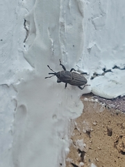 Sphenophorus parvulus