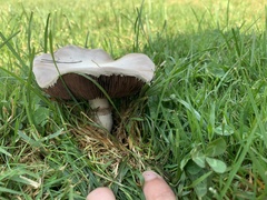 Agaricus bitorquis