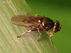 Limosininae