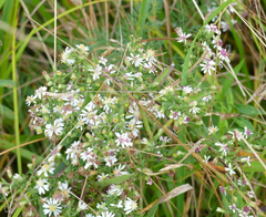 Symphyotrichum lateriflorum