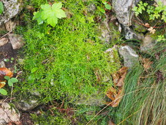 Moehringia muscosa