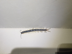 Scolopendridae
