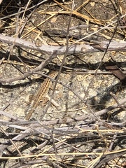 Uta stansburiana elegans