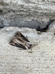 Agrotis venerabilis