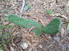 Opuntia humifusa