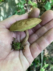 Boletellus chrysenteroides