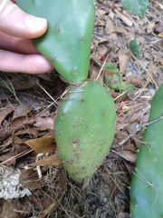 Opuntia humifusa