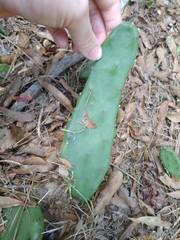 Opuntia humifusa
