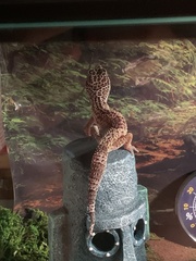 Eublepharis macularius