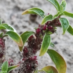 Amaranthus blitoides