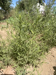 Dittrichia graveolens