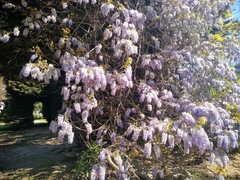 Wisteria