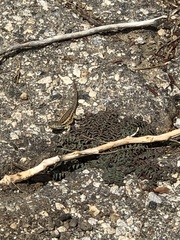 Uta stansburiana elegans