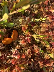 Laetiporus sulphureus