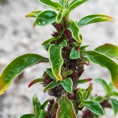 Amaranthus blitoides
