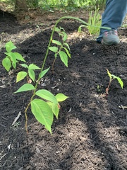 Persicaria virginiana