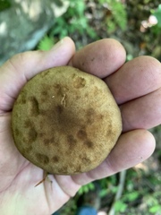 Boletellus chrysenteroides