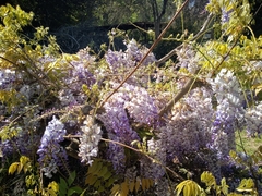 Wisteria