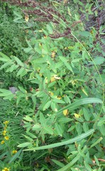 Echinochloa muricata