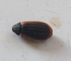 Melyris rufomarginata