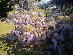 Wisteria