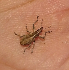 Charagmus gressorius